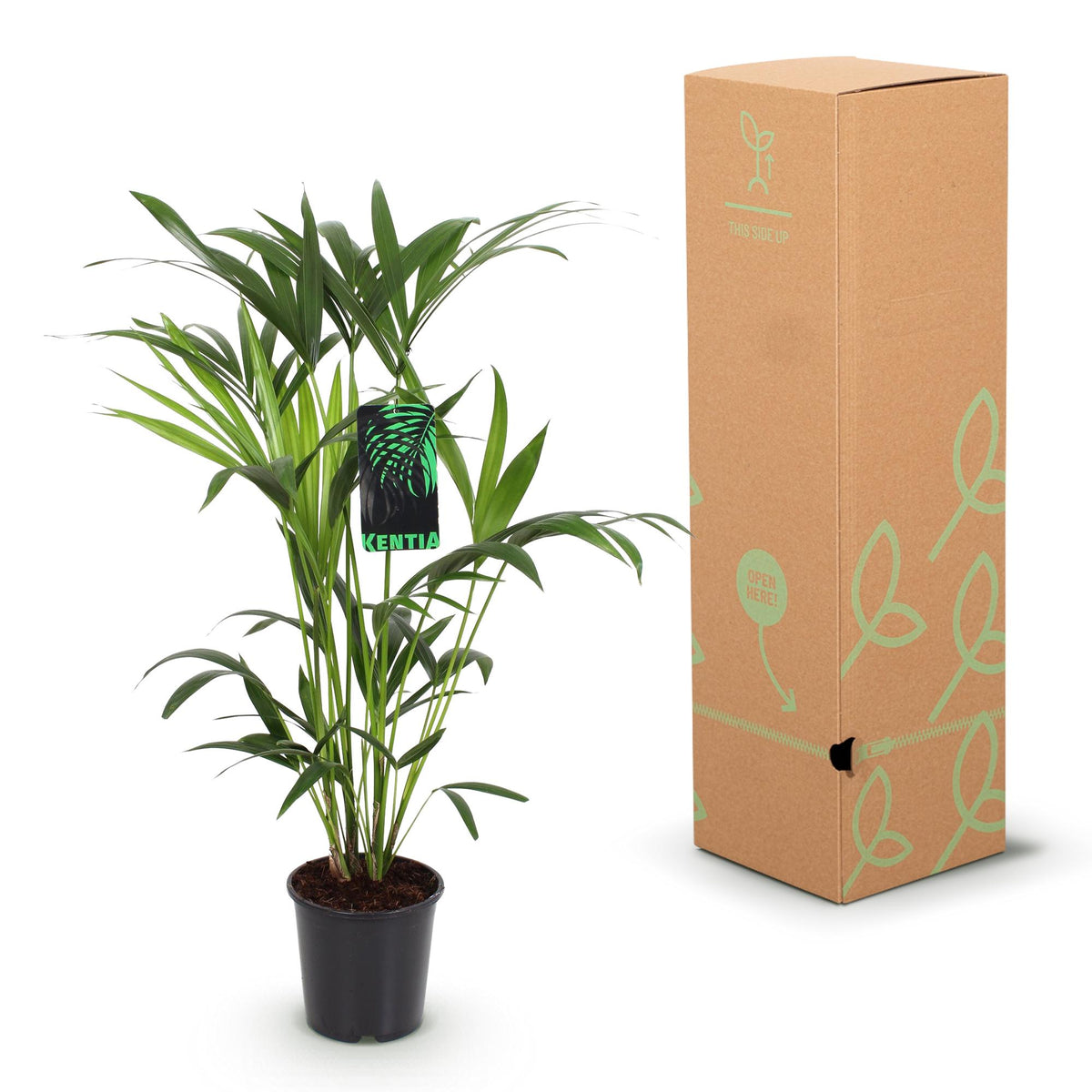 Green boutiQ - Zimmerpflanze - Howea Forsteriana - Kentia Palme - Wenig Pflege - Grün - 1 Pflanze - mit Korb - Topf 19cm - Höhe 80-85cm 