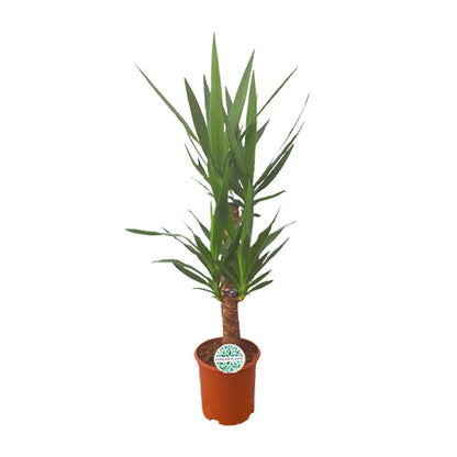 Palmlilie Yucca – 90cm – ø21cm – Pflegeleichte Zimmerpflanze mit schwertförmigen Blättern – Robuste Grünpflanze für helle & halbschattige Standorte – Elegante Raumbegrünung für Innen- und Außenbereiche 