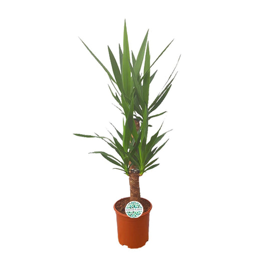 Palmlilie Yucca – 90cm – ø21cm – Pflegeleichte Zimmerpflanze mit schwertförmigen Blättern – Robuste Grünpflanze für helle & halbschattige Standorte – Elegante Raumbegrünung für Innen- und Außenbereiche 