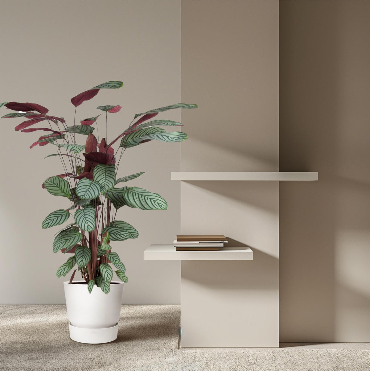 Korbmarante - Calathea Oppenheimiana – Zimmerpflanze – Ø27cm – ↕130cm – Exotisches Blattmuster & violette Unterseite – Pflegeleicht & luftreinigend 