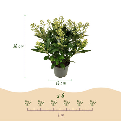 GreenboutiQ - Terrassenpflanze - Skimmia japonica Finchy - Blüte Weiß - 15+ Blüten - 2 Pflanzen - Winterhart - Topf 15cm Höhe 30cm 