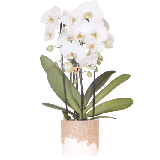Kolibri Orchids | Weiße Niagara Falls Orchidee + Bloom sand Übertopf – Topfgröße Ø12cm | blühende Zimmerpflanze – frisch vom Züchter 