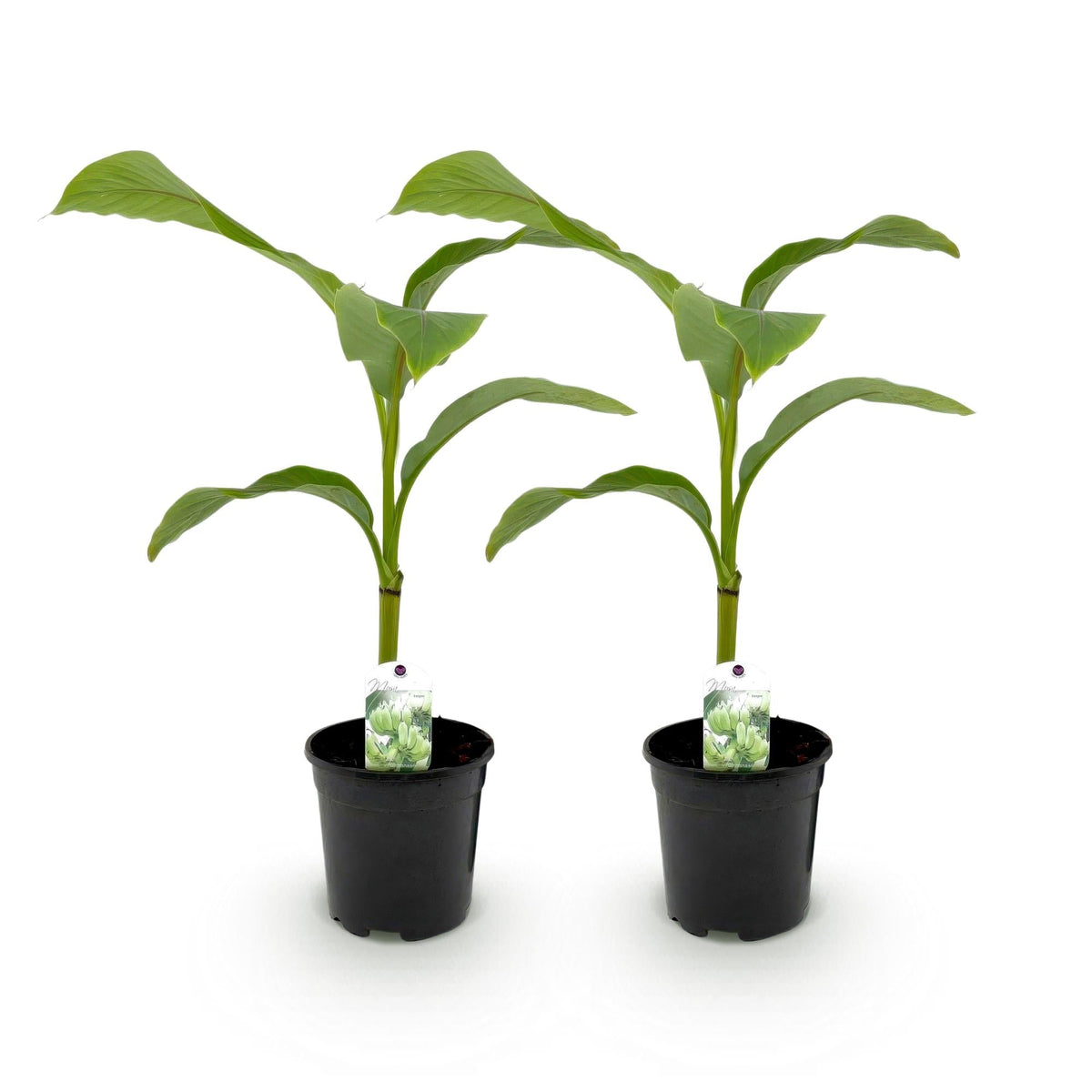 Bananenpflanze Musa Basjoo – 2 Pflanzen – Winterhart – Obstpflanze – Ø17 cm – Höhe ca. 40 cm – Exotische Gartenbanane für Beet, Balkon & Terrasse 