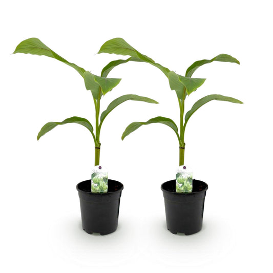 Bananenpflanze Musa Basjoo – 2 Pflanzen – Winterhart – Obstpflanze – Ø17 cm – Höhe ca. 40 cm – Exotische Gartenbanane für Beet, Balkon & Terrasse 