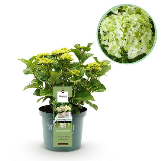 Hortensie Magical Noblesse – Hydrangea macrophylla – Weiß – Balkonpflanze – Im 23 cm Topf – Ca. 55 cm hoch – 6–10 Blüten – Für Balkon, Terrasse & Beet – Üppige Blüte & Farbenpracht 