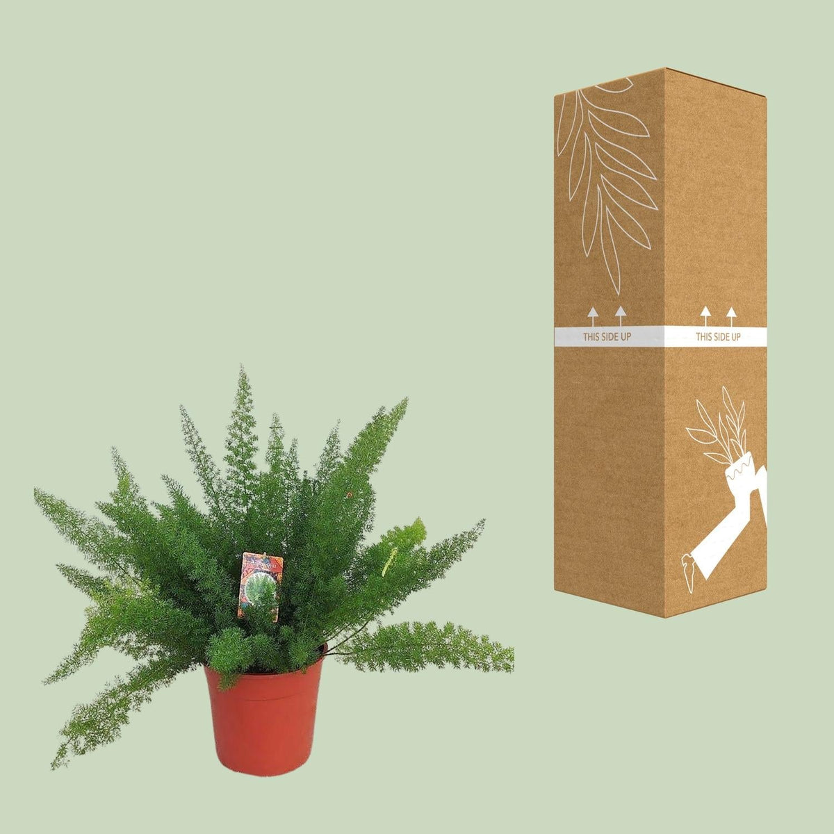 Spargelfarn – Asparagus Densiflorus 'Meyeri' –  Zimmerpflanze – Luftreinigend – Ø27cm – ↕60cm – Pflegeleicht & dekorativ – Ideal für Halbschatten 