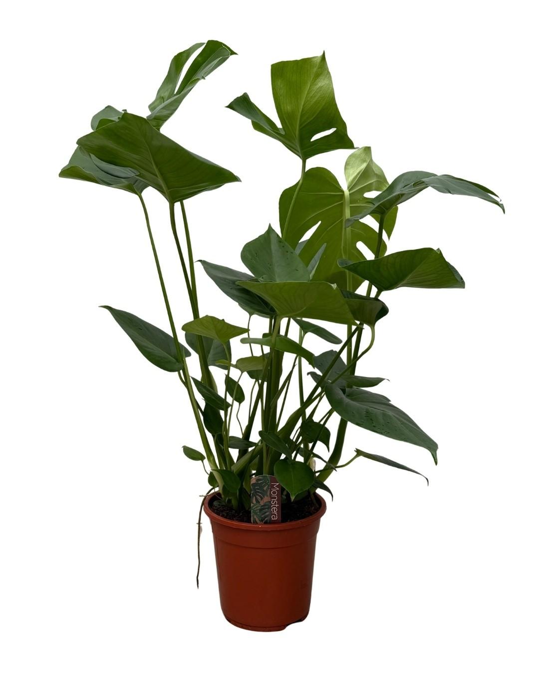 Monstera - 70cm 