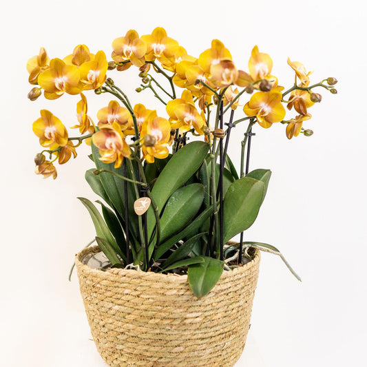 Kolibri Orchids | orange Orchideen-Set im Baumwollkorb inkl. Wassertank | drei orange Orchideen Las Vegas 12cm | Mono Bouquet orange mit autarkem Wassertank. 