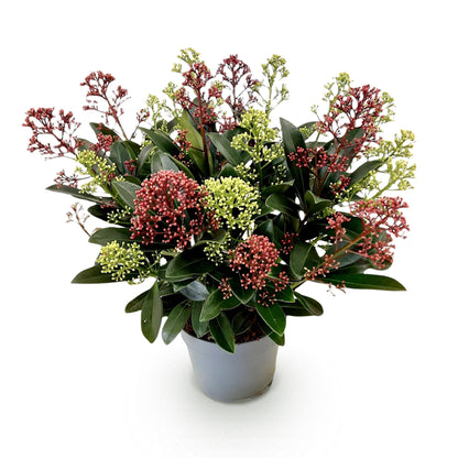 GreenboutiQ - Terrassenpflanze - Skimmia japonica Festival - Blüte Weiß & Rot - 15+ Blüten - 1 Pflanze - Winterhart - Topf 15cm Höhe 30cm 