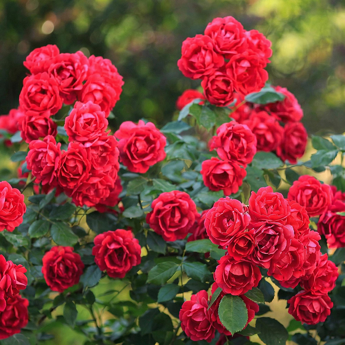 Green boutiQ - Garten Rose - Rosa Rote The Fairy - Rose - Winterhart - Rot - 1 Pflanze - Topf 12cm - Höhe 20-25cm 