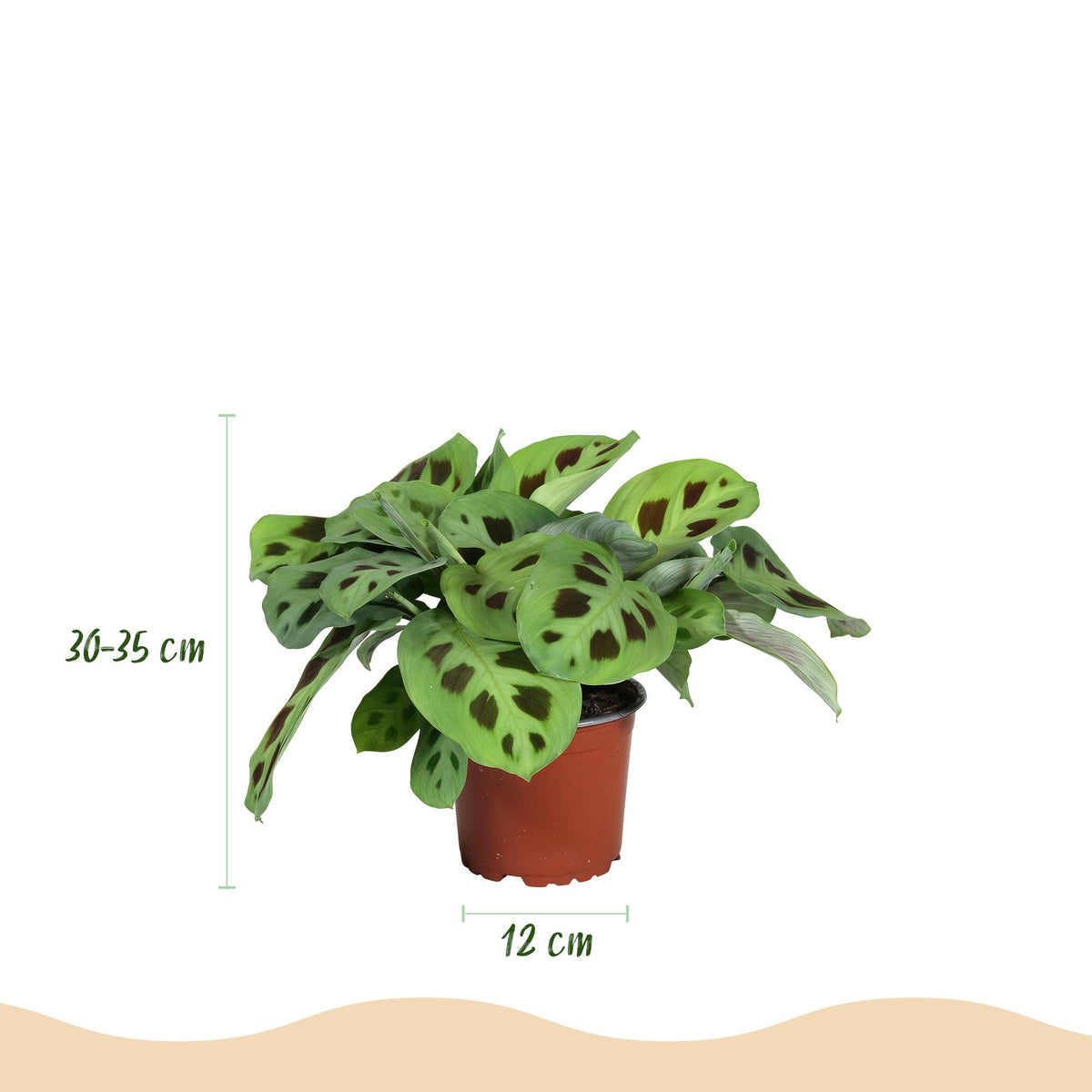 Green boutiQ - Zimmerpflanze - Marantha Silverband, Marantha Lemon Lime Marantha Kerchoveana - Gebetspflanze - Haustierfreundliche Pflanze - Grün - 3 Pflanzen - mit Potter Grau - Topf 12cm - Höhe 25cm 