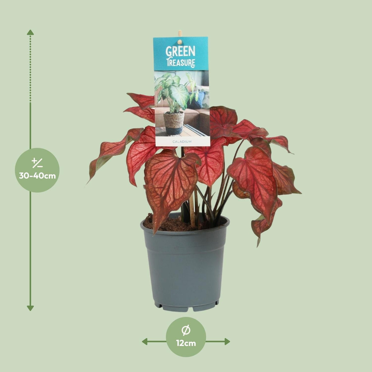 Caladium Rot – Angel Wings – Ø12cm – ↕25cm – Tropische Zimmerpflanze mit roten Blättern – Pflegeleicht & dekorativ – Für halbschattige Standorte 