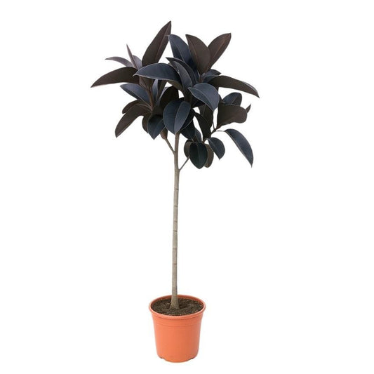 Ficus Elastica Abidjan – 130cm – Große Zimmerpflanze mit dunkelgrünem Glanzlaub – Luftreinigender Gummibaum für Wohnzimmer Büro Flur – Pflegeleicht & dekorativ – Frisch aus der Gärtnerei 