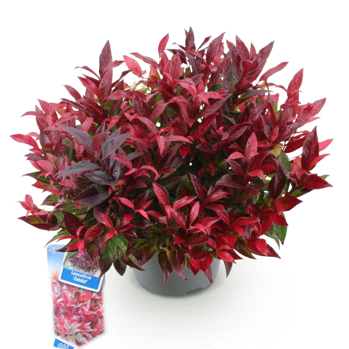 GreenboutiQ - Gartenpflanze - Leucothoe Zeblid - Rot - 1 Pflanze - Immergrün - Wenig Pflege - Topf 17cm Höhe 45cm 