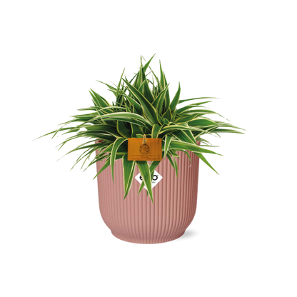 Grünlilie - Chlorophytum Ocean - Zimmerpflanze - 15cm in TopfVibes Fold 16cm Delicate pink 
