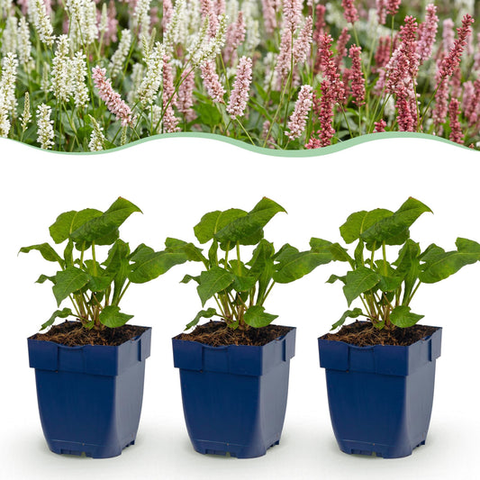Kerzenknöterich-Mix – Persicaria-Sortenmix – 12 Pflanzen – Topf Ø11cm