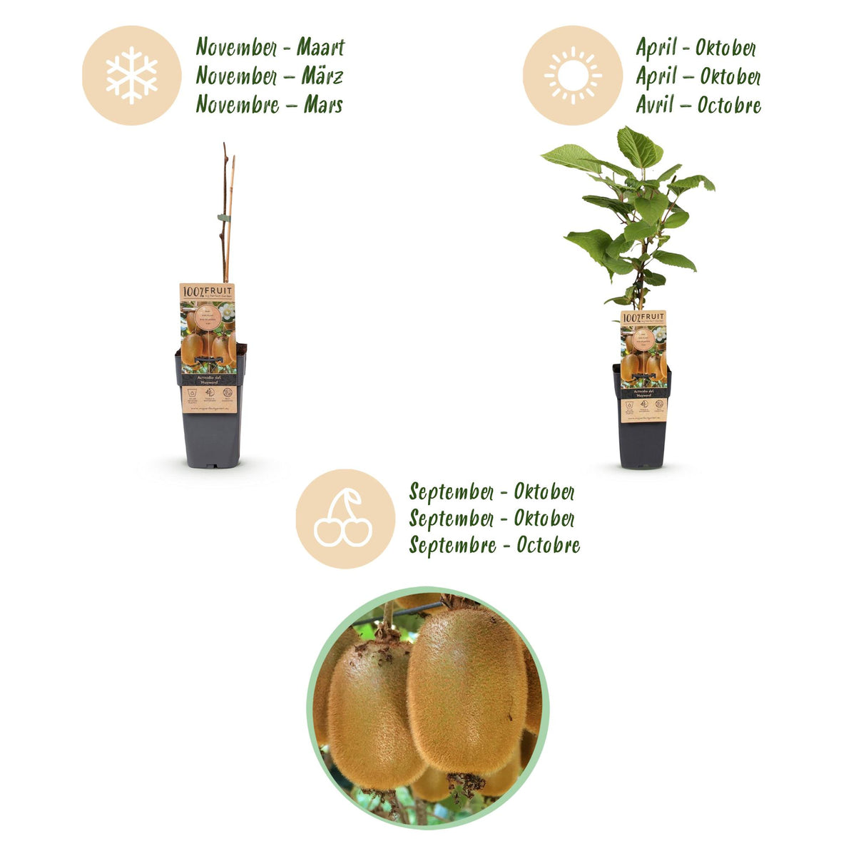 Green boutiQ - Fruit plant - Actinidia Weiki & Hayward - Kiwi plant - 1 Male - 2 Female - Plants - Green - Pot 15cm - Height 50cm 