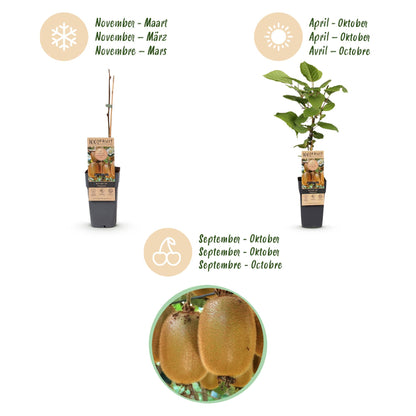 Green boutiQ - Fruit plant - Actinidia Weiki & Hayward - Kiwi plant - 1 Male - 2 Female - Plants - Green - Pot 15cm - Height 50cm 
