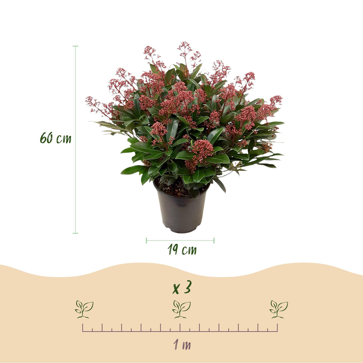 GreenboutiQ - Terrassenpflanze - Skimmia japonica Rubella - Blüte Rot - 40+ Blüten - 1 Pflanze - Winterhart - Topf 19cm Höhe 60cm 