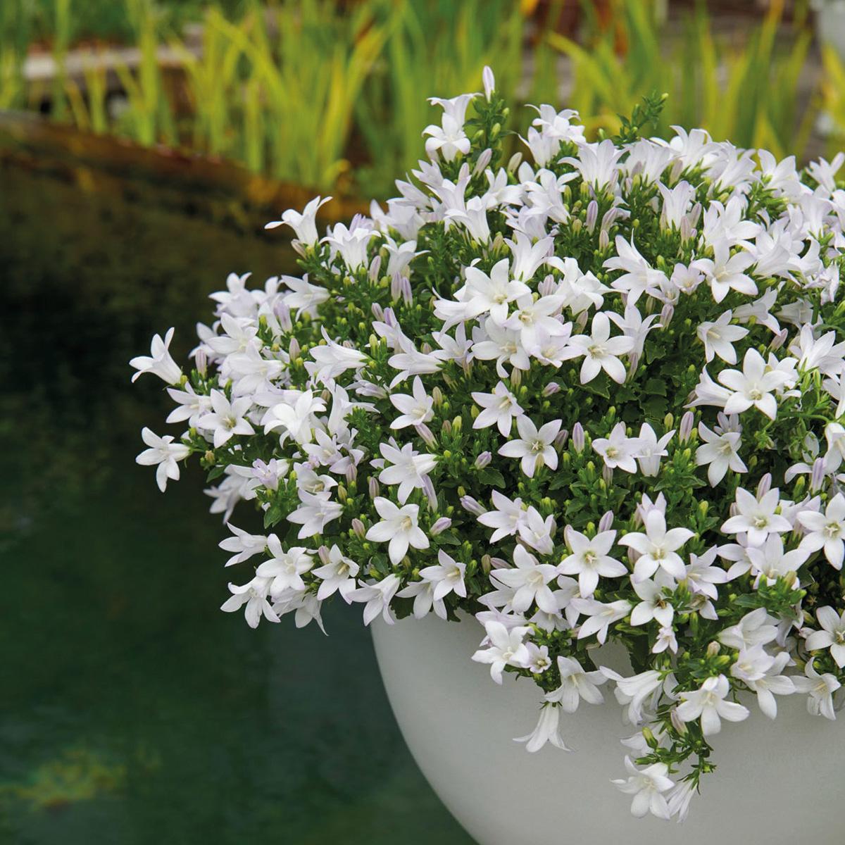 Campanula Addenda Ambella weiß - Baumwollschale mit Campanula mit Bewässerungssystem - 3 Stück - Glockenblume weiß - Topfgröße 12cm 