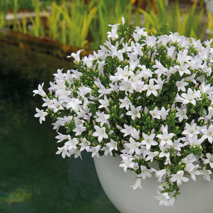 Campanula Addenda Ambella weiß - Baumwollschale mit Campanula mit Bewässerungssystem - 3 Stück - Glockenblume weiß - Topfgröße 12cm 