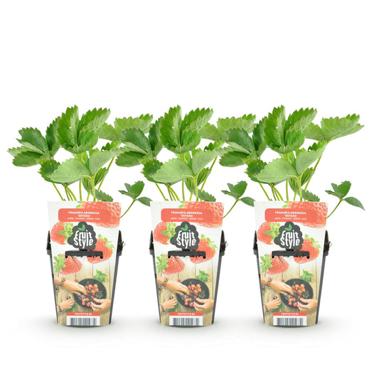 GreenboutiQ - Obstpflanzen - Erdbeere - Fragaria Maxim - Winterhart - 3 Pflanzen - Topf 9 cm - Rote Erdbeere 