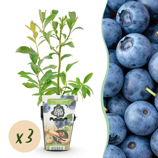 Blaubeere Vaccinium corymbosum Bluecrop winterhart 3 Pflanzen Ø9cm Höhe 30cm – Ertragreiche Heidelbeere für Garten Balkon & Terrasse 