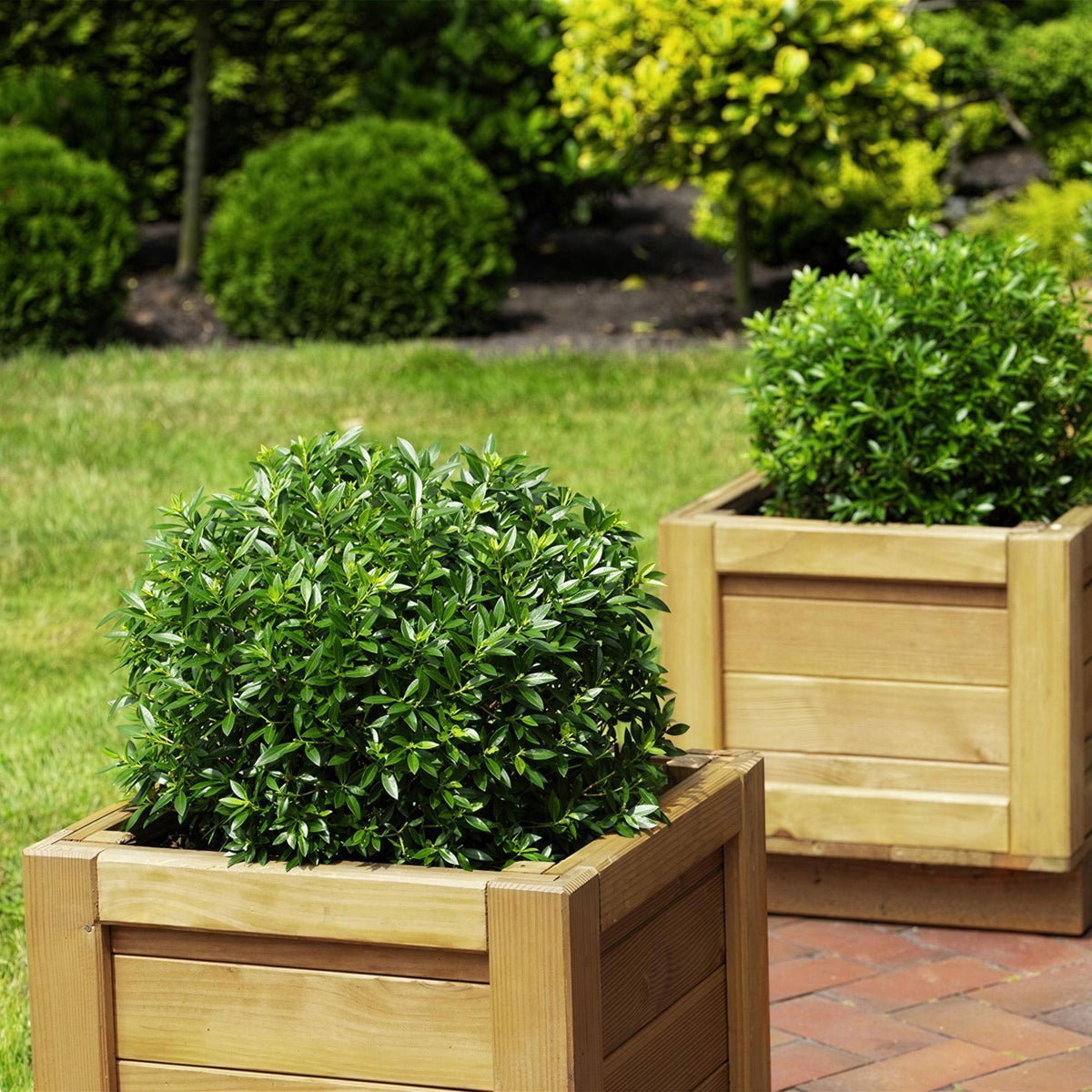 Green boutiQ - Zwerg-Rhododendron - Rhododendron Bloombux Licht Pink - Blühender Buxus - Wenig Pflege - Helle Rosa Blüte - 1 Pflanze - Topf 17 cm - Höhe 30-40 cm 