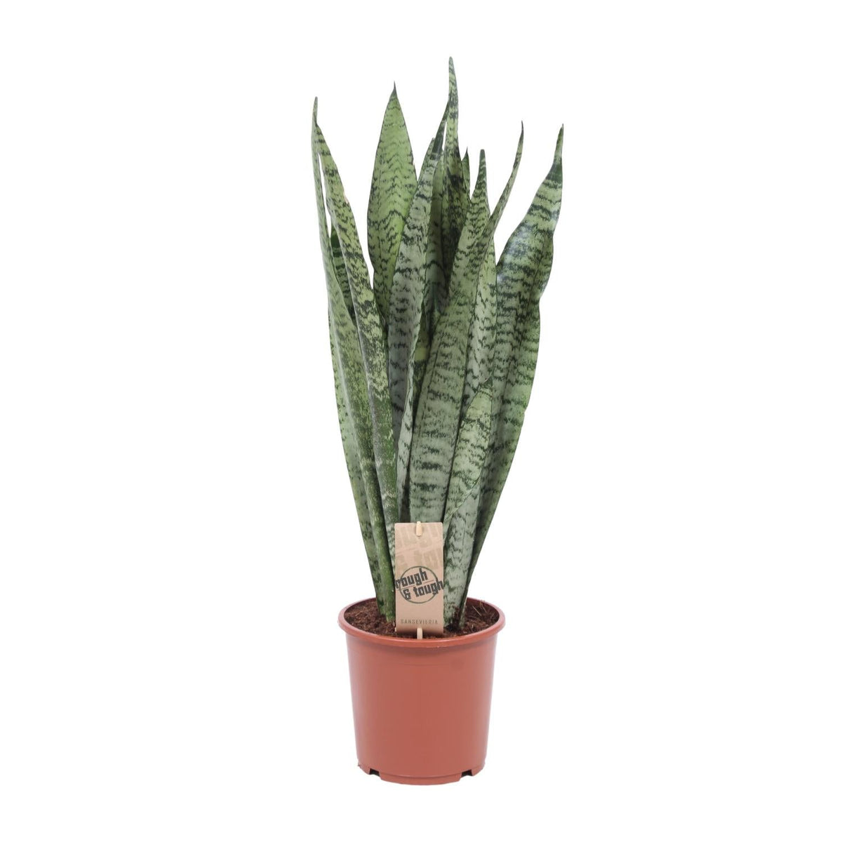 Sansevieria Zeylanica - Ø17cm - ↕70cm 
