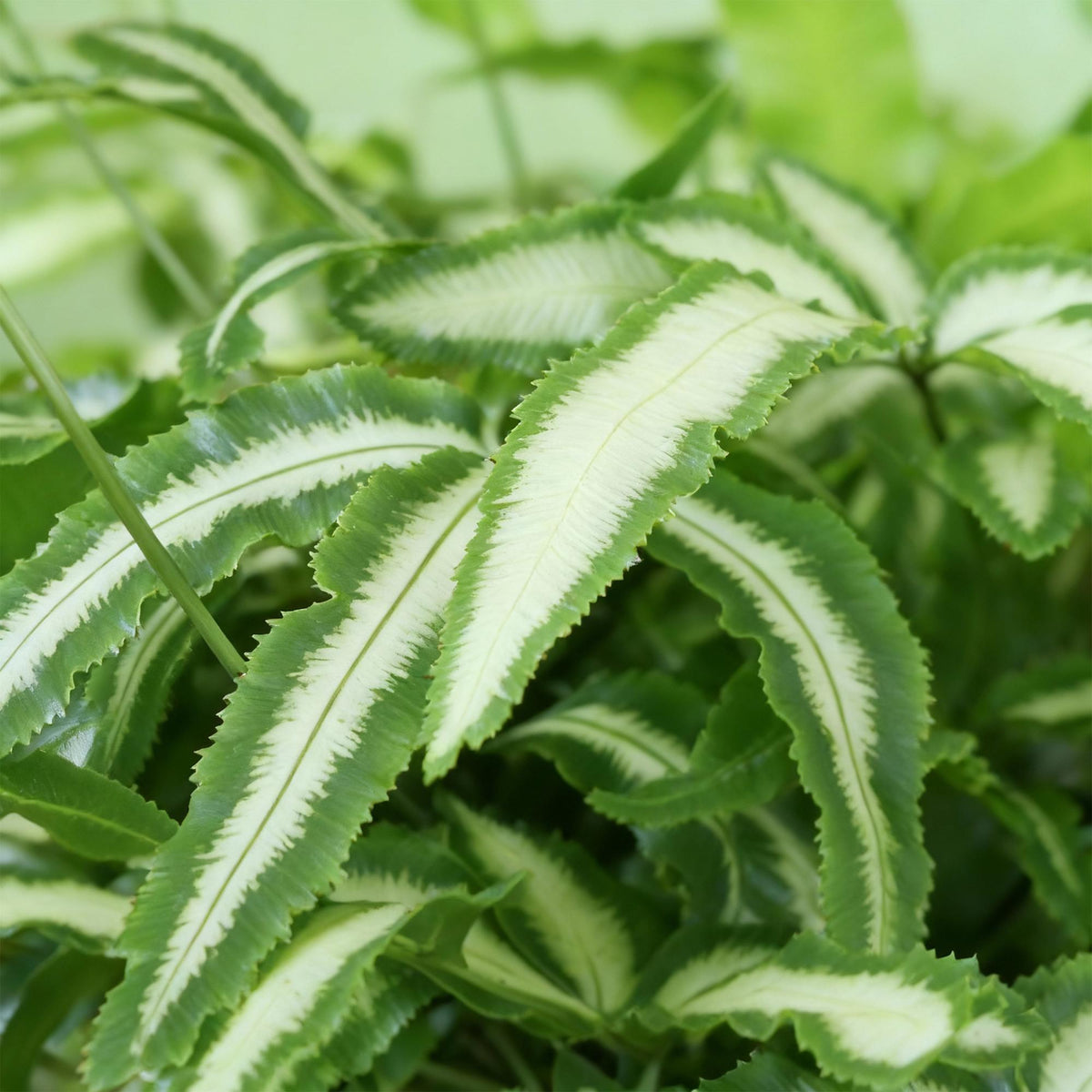 Green boutiQ - Zimmerpflanze - Pteris cretica Albolineata - Schwertfarn - Haustierfreundliche Pflanze - Grün - 2 Pflanzen - mit Potter Weiß - Topf 12cm - Höhe 20cm 