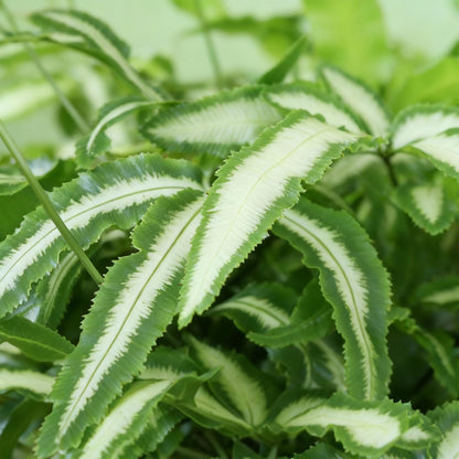 Green boutiQ - Zimmerpflanze - Pteris cretica Albolineata - Schwertfarn - Haustierfreundliche Pflanze - Grün - 2 Pflanzen - mit Potter Weiß - Topf 12cm - Höhe 20cm 