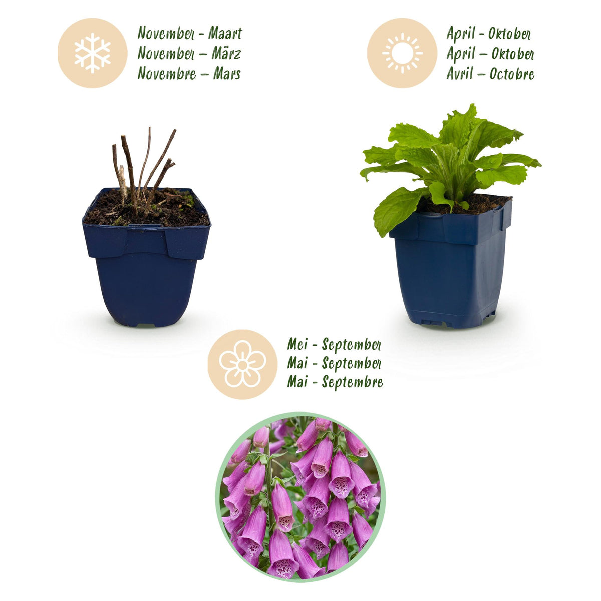 Fingerhut 'Dalmatian Purple' – Digitalis purpurea 'Dalmatian Purple' – 6 Pflanzen – Topf Ø11cm – Ansicht 4