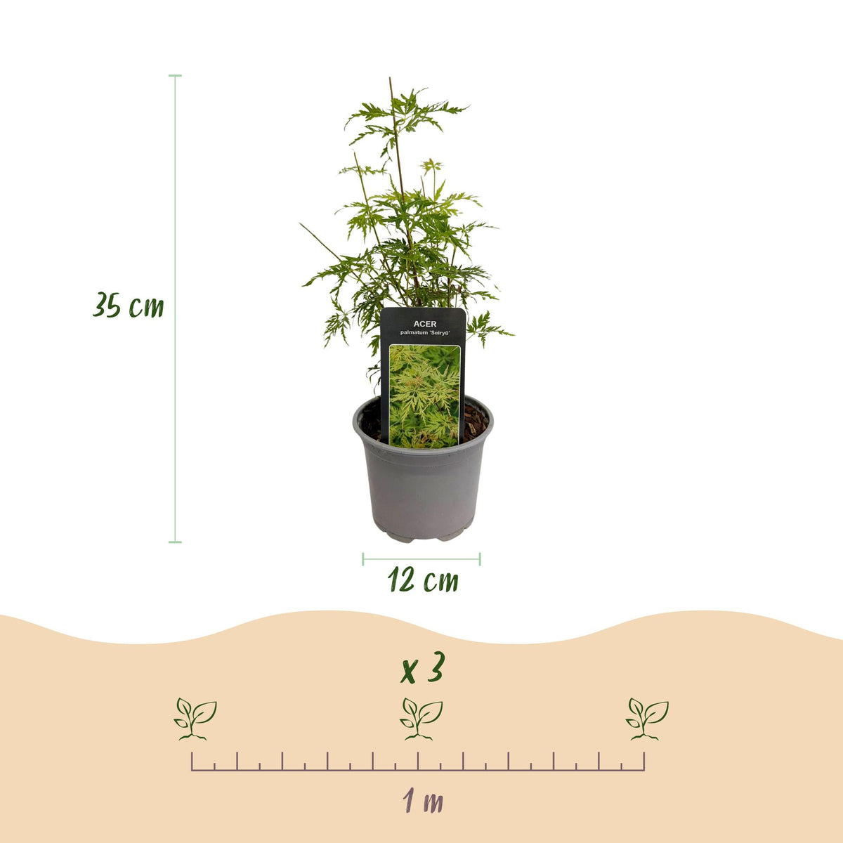 GreenboutiQ - Gartenpflanze - Acer palmatum Seiryu - Grün 1 Pflanze - Laubabwerfend - Wenig Pflege - Topf 12cm Höhe 35cm 
