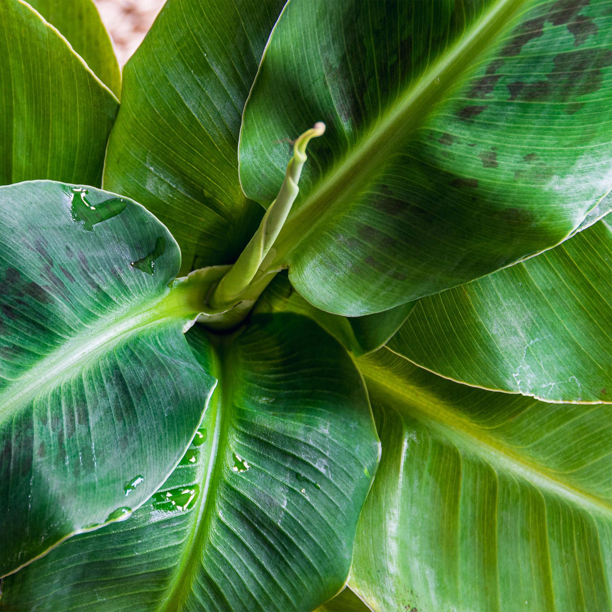 Green boutiQ - Zimmerpflanzen - Musa acuminata Dwarf Cavendisch - Bananenpflanze - Wenig Pflege - Grün - 1 Pflanze - mit Potter Weiß - Topf 21cm - Höhe 70-75cm 
