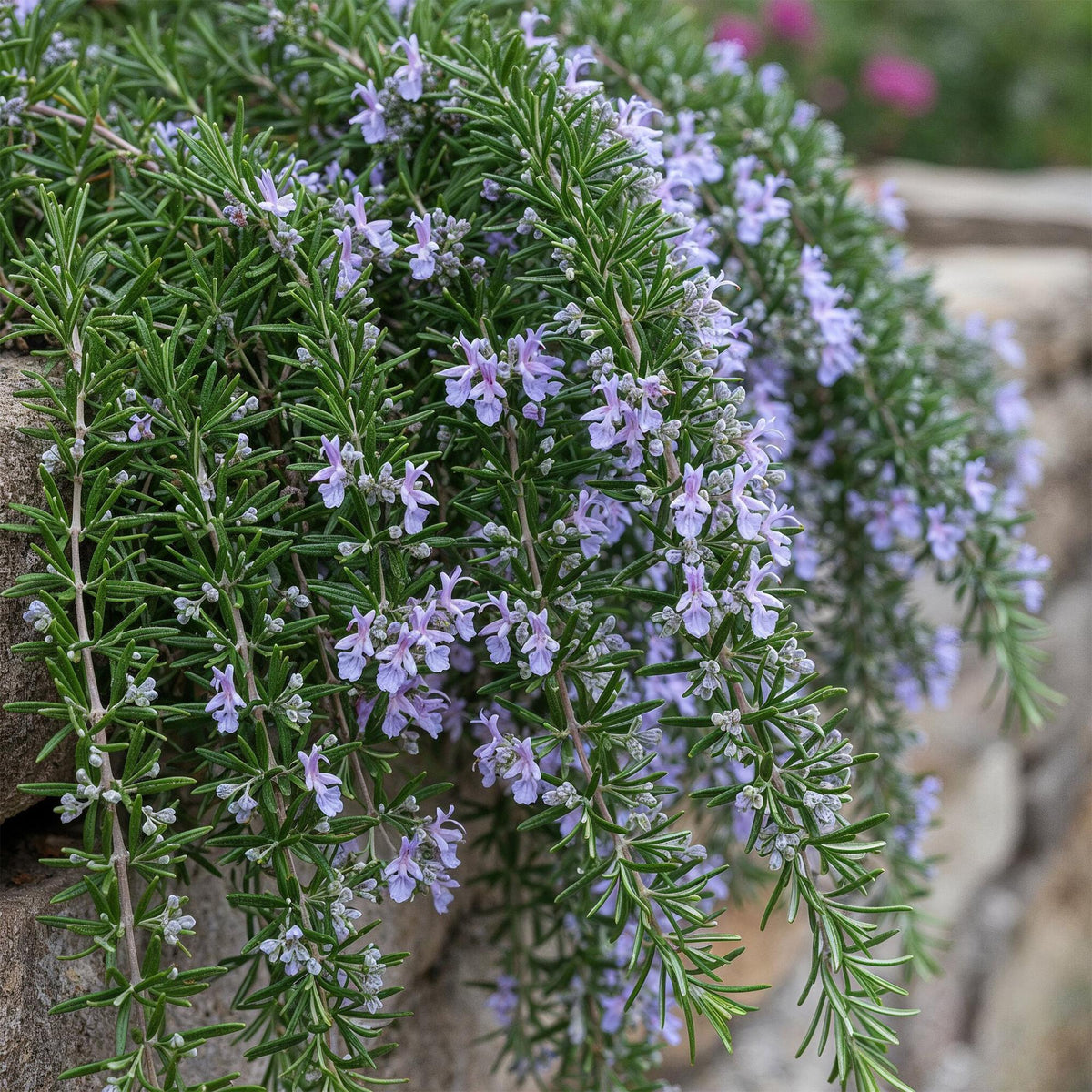 GreenboutiQ - Stamm-Pflanze - Rosmarinus officinalis Prostratus - Terrassenpflanze - Immergrün - Winterhart - Lila Blüte - Topf 19cm Höhe 90cm 