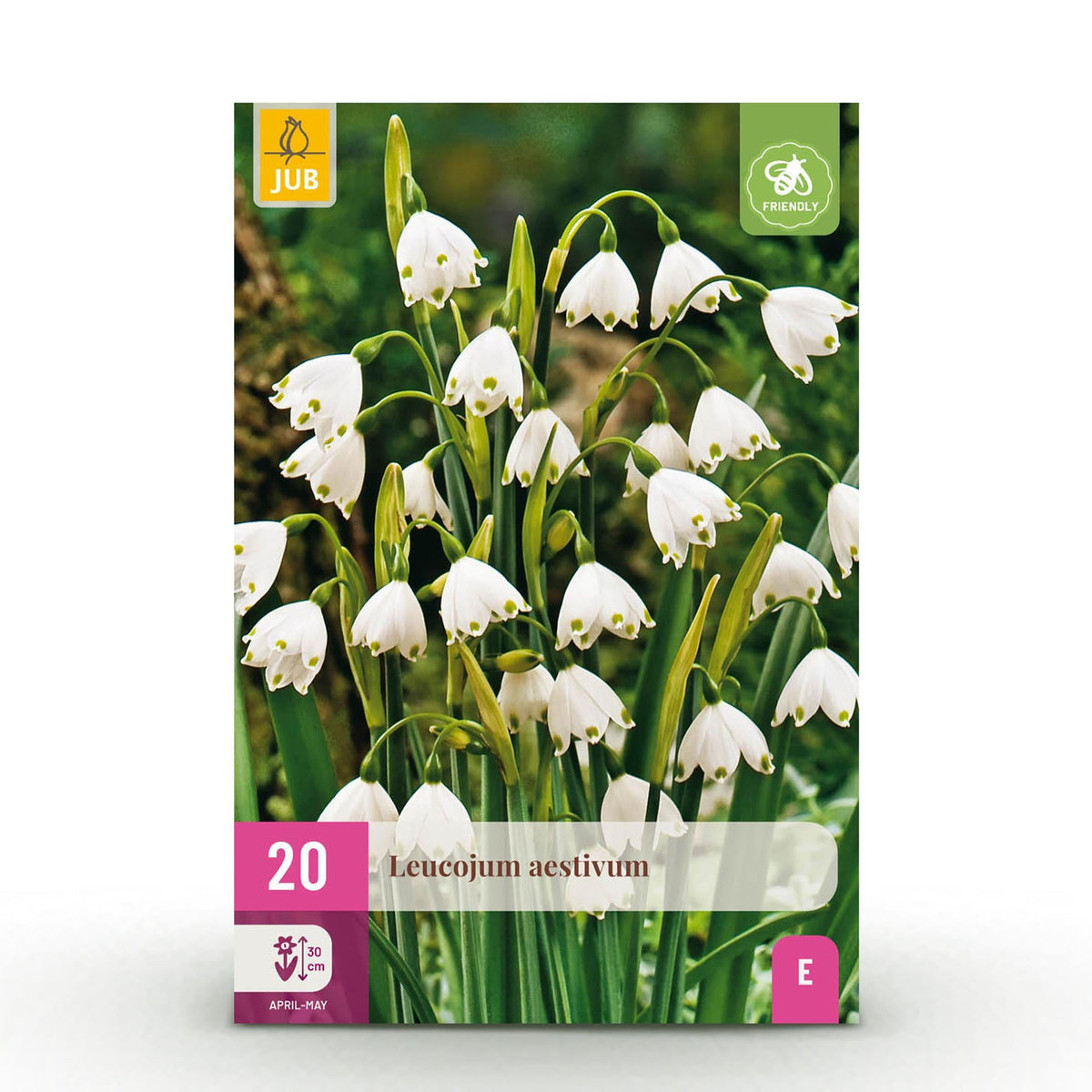 GreenboutiQ - Blumenzwiebeln - Leucojum Aestivum - Farbe Weiß - 20 Stück - Zwiebelgröße 8/9 - XXL Pack 