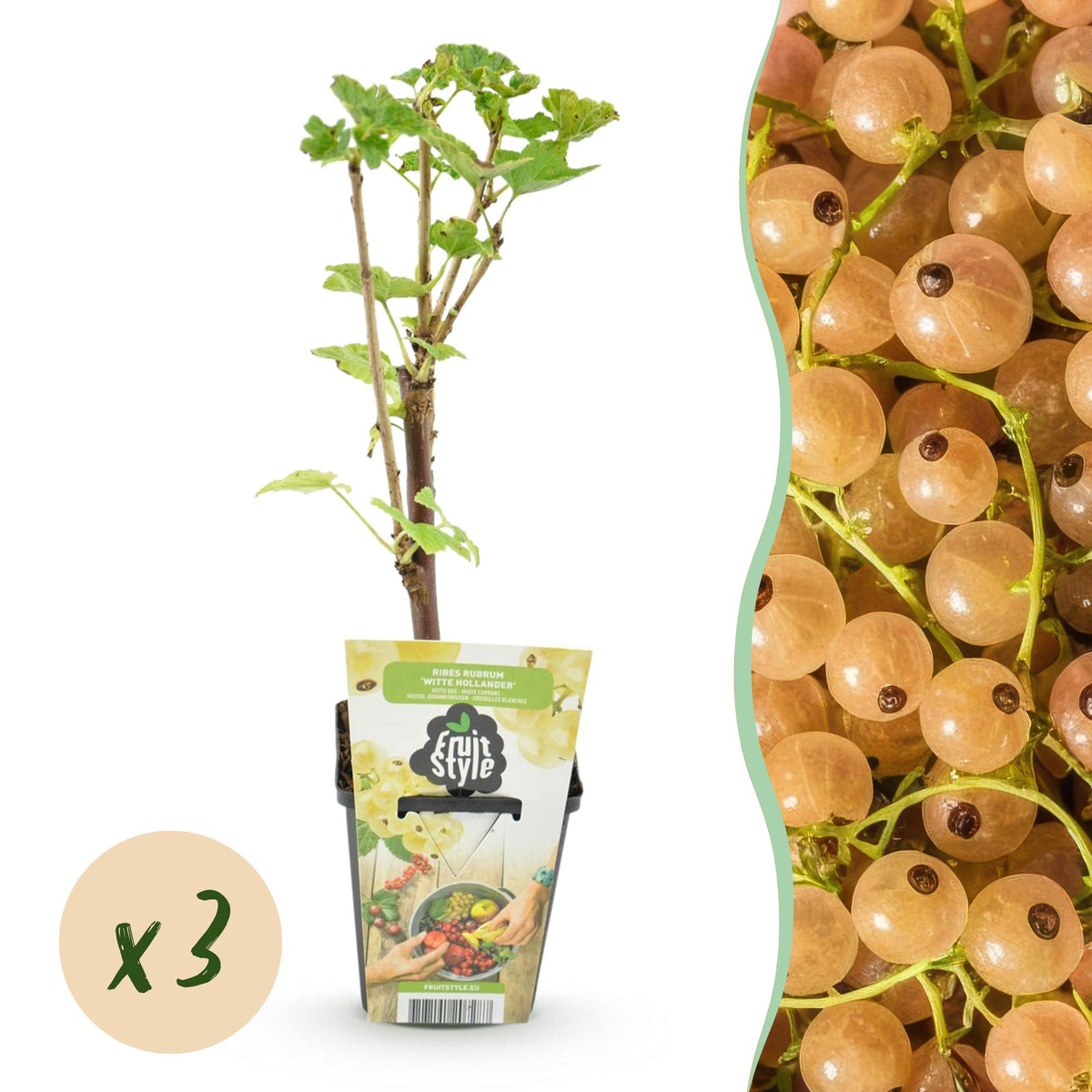 Weiße Johannisbeere Ribes rubrum Witte Hollander winterhart 3 Pflanzen Ø9cm Höhe30cm – Aromatische helle Beeren für Garten Beet Balkon & Terrasse 