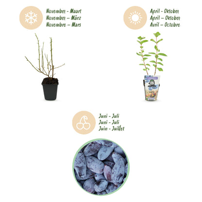 Honigbeere Lonicera caerulea Kamtschatica winterhart 3 Pflanzen Ø9cm – Blaue Beerenpflanze für Garten Beet Balkon & Terrasse 