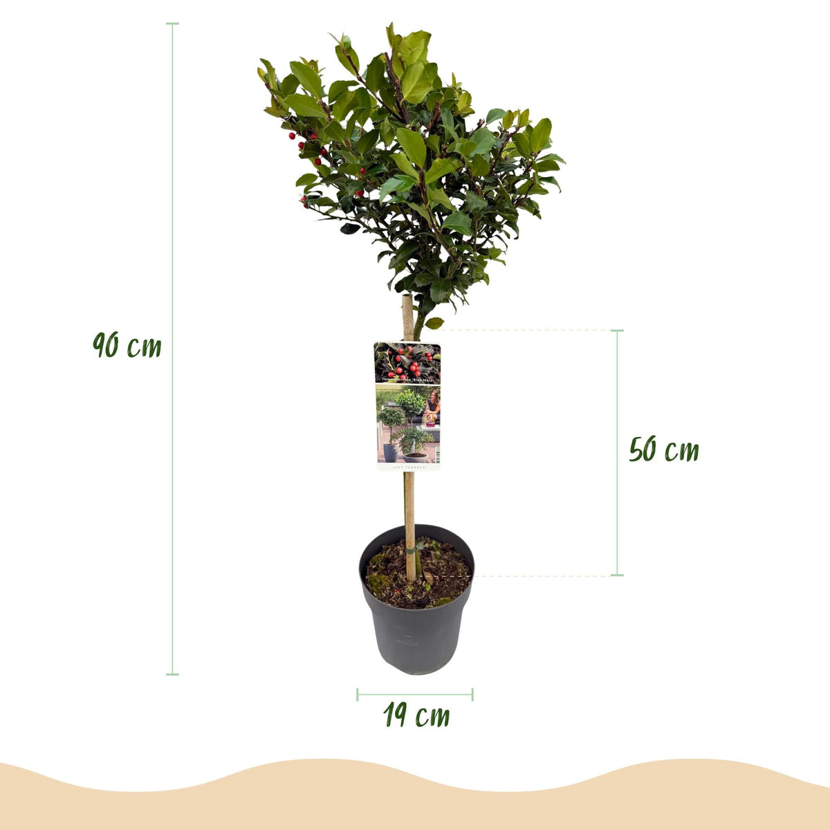 Ilex meserveae 'Blue Maid' – Immergrüne Stamm-Pflanze – Ø19 cm – Höhe ca. 90 cm – Terrassenpflanze & Gartenpflanze – Pflegeleicht & wetterfest 