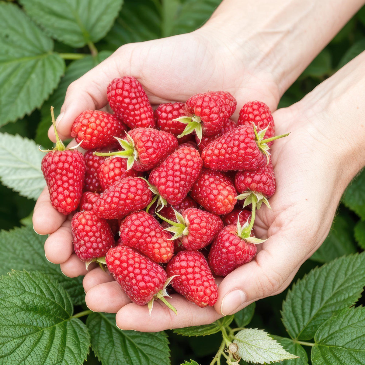 GreenboutiQ - Obstpflanzen - Himbeere - Rubus idaeus Heritage - Winterhart - 6 Pflanzen - Topf 9 cm - Rote Himbeere 