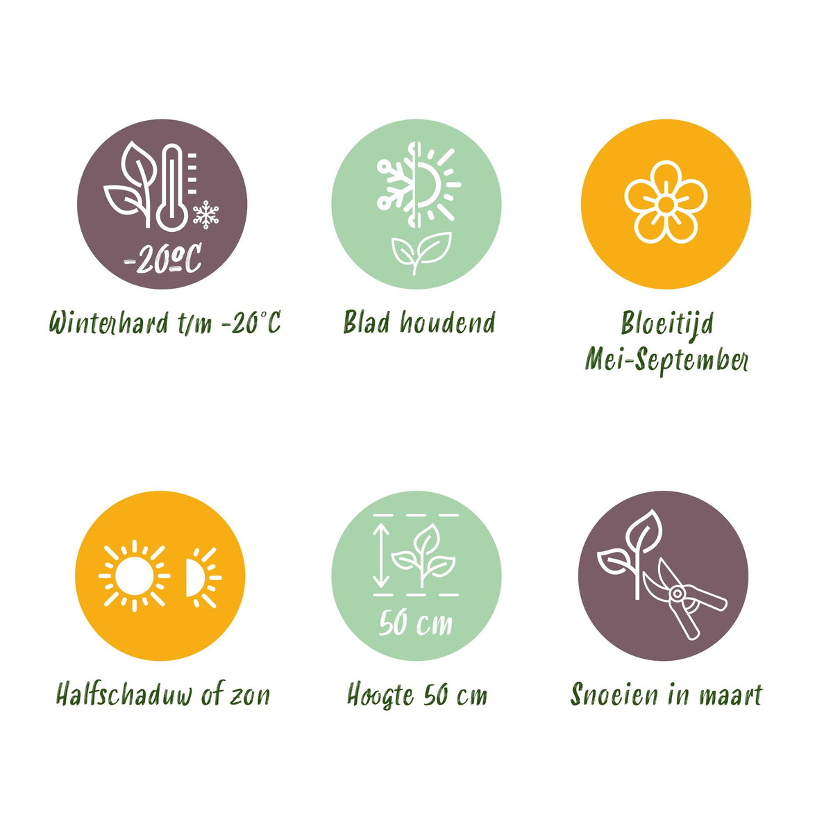 Segge 'Evergold' – Carex oshimensis 'Evergold' – 6 Pflanzen – Topf Ø11cm – Staude für Garten & Balkon – Ansicht 12