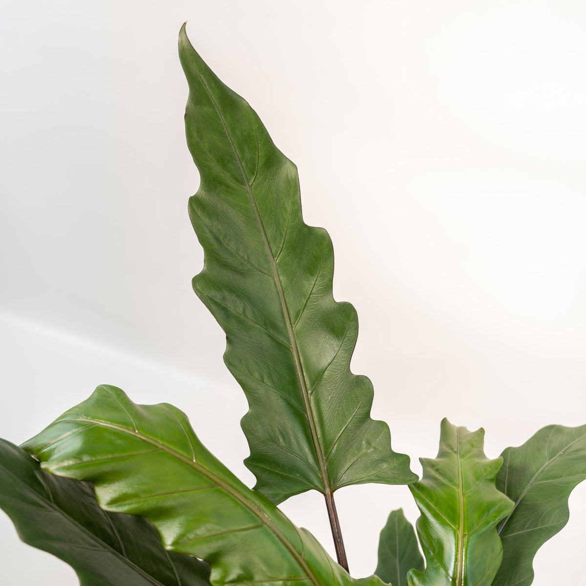 Alocasia Lauterbachiana – Pfeilblatt – Zimmerpflanze – Ø19 cm – ↕80 cm – Mit Korb Selin – Elefantenohr – Luftreinigend – Pflegeleicht 