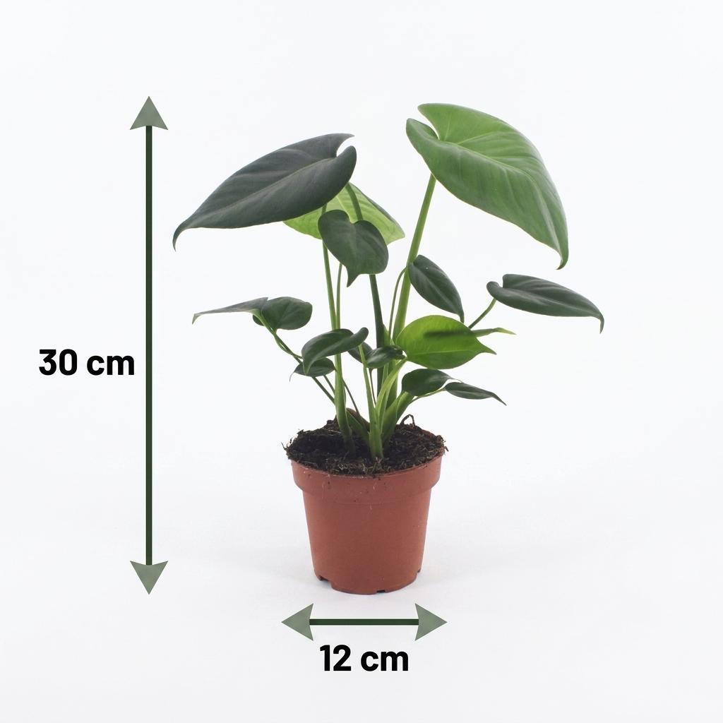 Fensterblatt – Monstera deliciosa – Topf Ø12cm – Höhe 30cm – Dekorative Zimmerpflanze – Ansicht 5