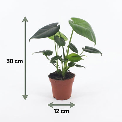 Fensterblatt – Monstera deliciosa – Topf Ø12cm – Höhe 30cm – Dekorative Zimmerpflanze – Ansicht 5