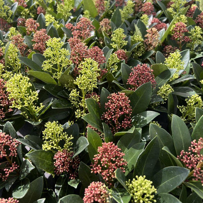 GreenboutiQ - Terrassenpflanze - Skimmia japonica Duo - Blüte Weiß & Rot - 10+ Blüten - 2 Pflanzen - Winterhart - Topf 10,5cm Höhe 25cm 