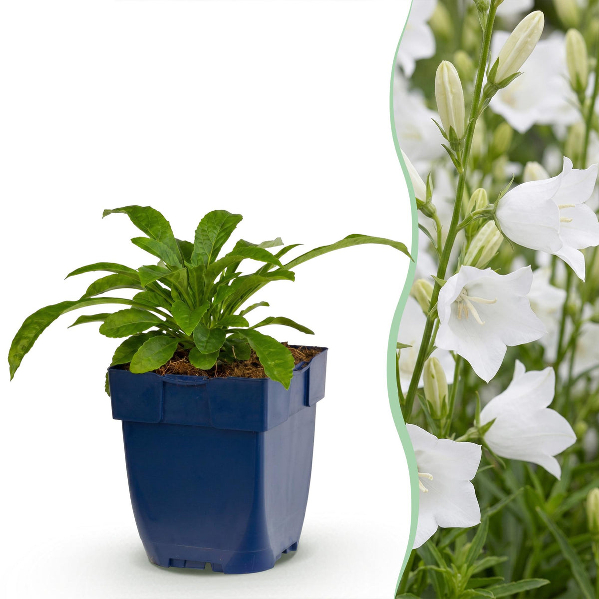 Pfirsichblättrige Glockenblume 'Alba' – Campanula persicifolia 'Alba' – Topf Ø11cm – Ansicht 2