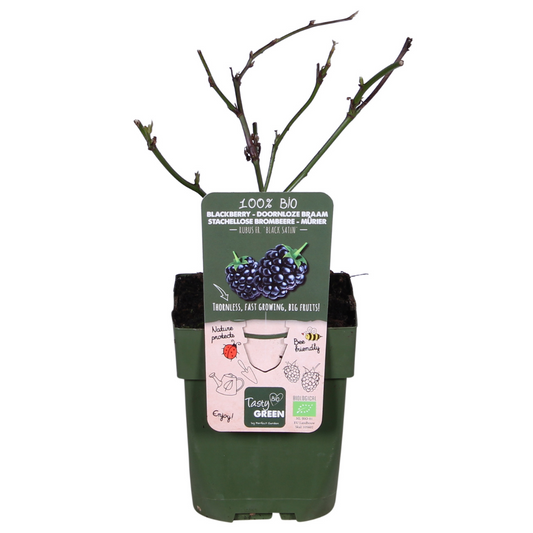 Brombeere - Rubus fruticosus Black Satin - Dornenlose Brombeerpflanze - Ø13cm - Höhe ca. 45cm - Winterharte Obstpflanze für Garten und Terrasse 