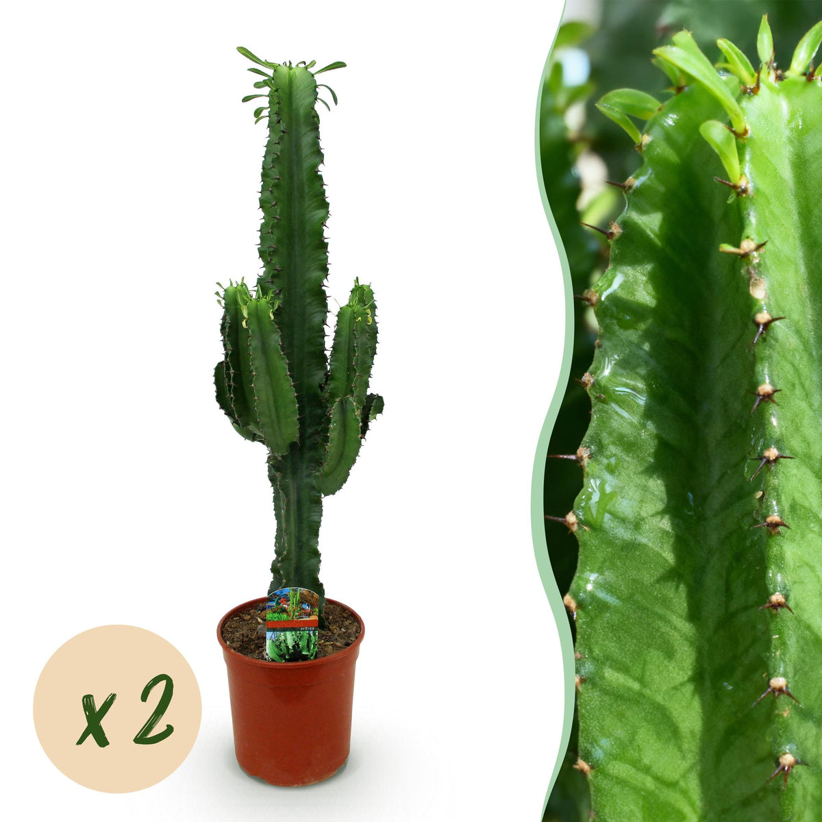 Green boutiQ - Zimmerpflanze - Euphorbia eritrea - Afrikanischer Milchbaum - Wenig Pflege - Grün - 2 - Topf 19cm - Höhe 70cm 