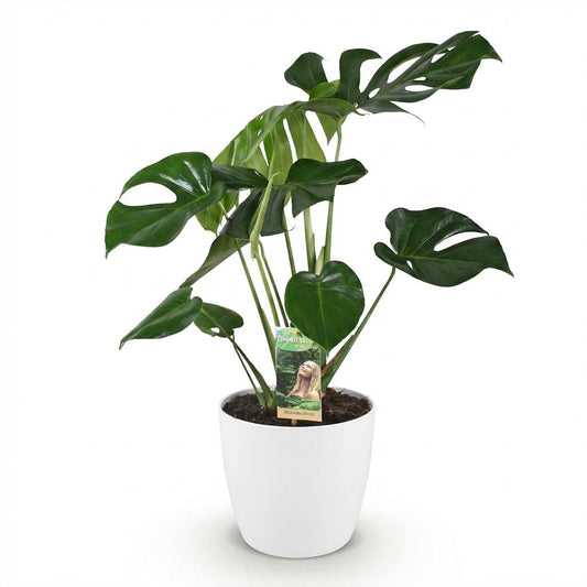 Green boutiQ - Zimmerpflanzen - Monstera Deliciosa - Fensterblatt - Pflegeleicht - Grün - 1 Pflanze - mit Potter Weiß - Topf 21cm - Höhe 70-80cm 