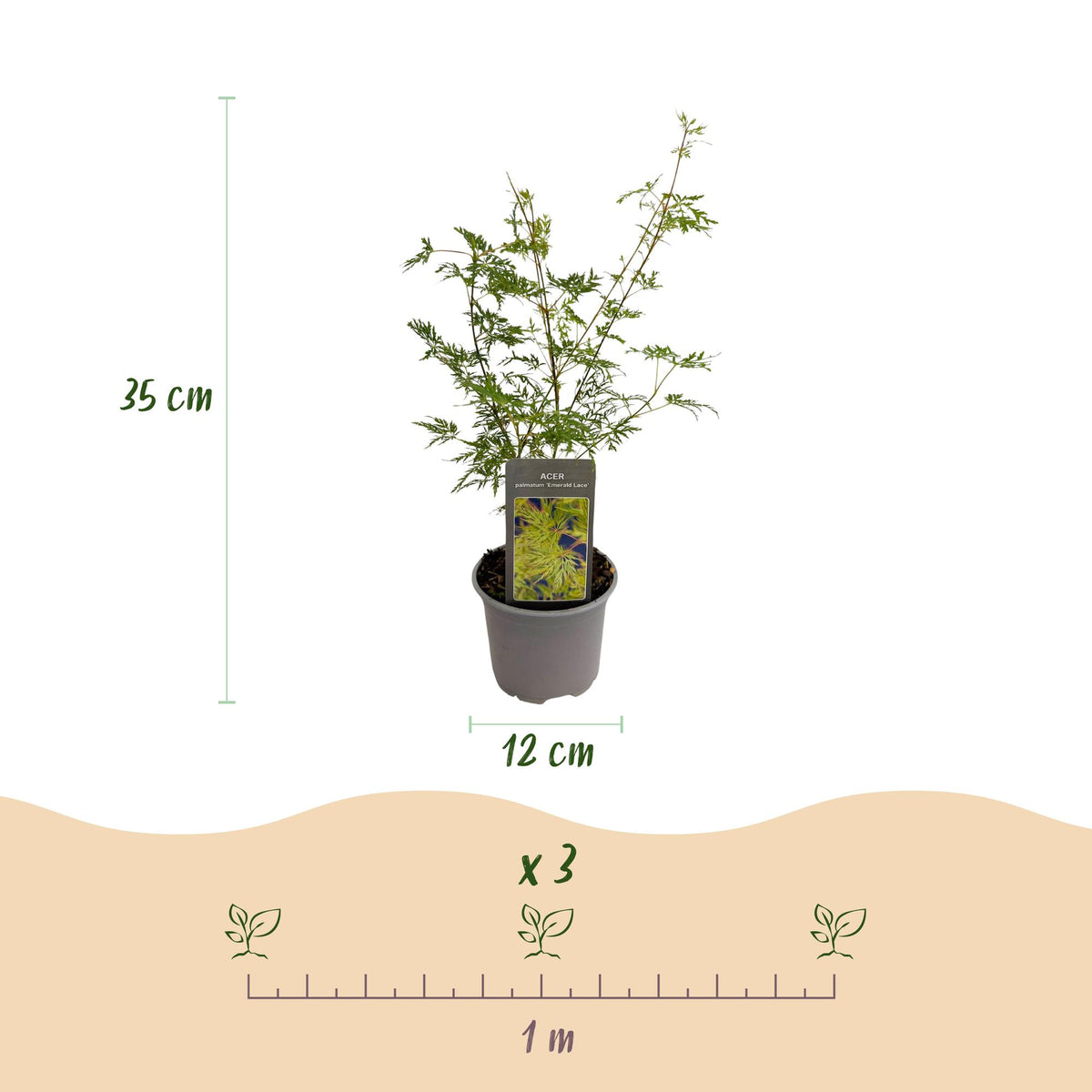 GreenboutiQ - Gartenpflanze - Acer palmatum Emerald Lace - Grün - 1 Pflanze - Laubabwerfend - Pflegeleicht - Topf 12cm Höhe 35cm 